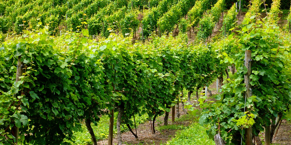 Les fêtes des vendanges autour du lac de Bienne en 2025