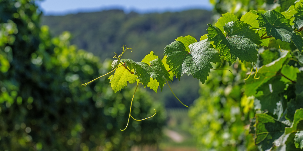 Route des vins de Neuchâtel et du Pays de Neuchâtel