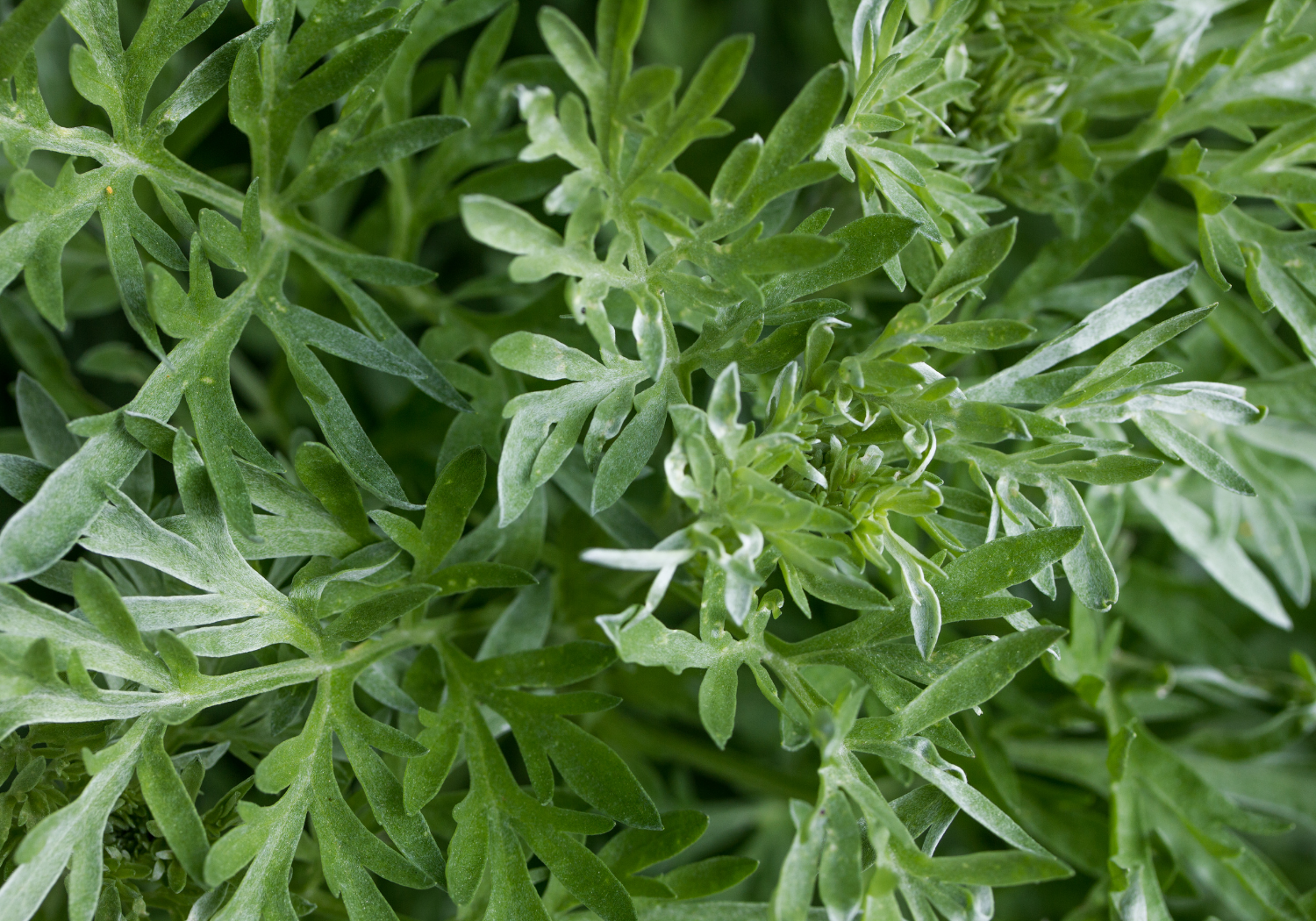 Absinthe Plante