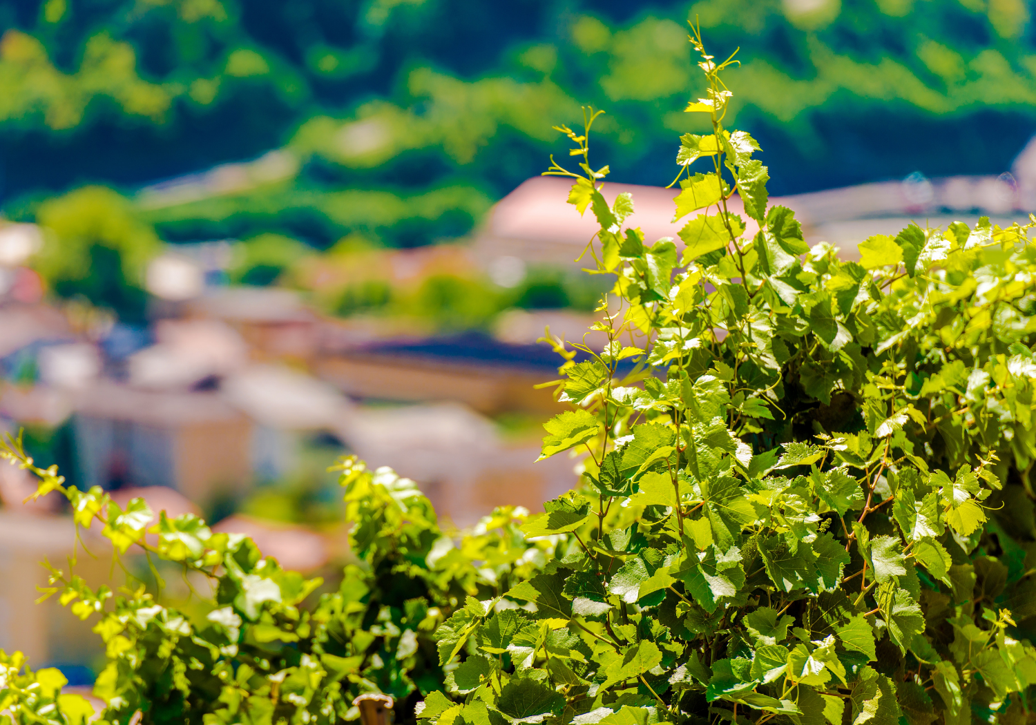 Vignoble neuchâtelois